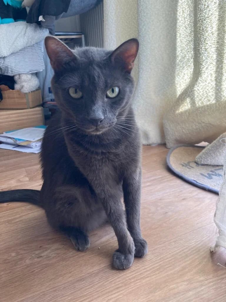 KADER (alias Vladimir), male Russian Blue for adoption at Chat d