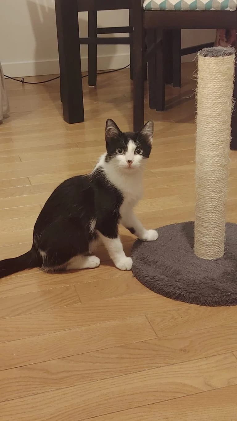 KALAMATA, European Shorthair for adoption at Le Chat Doc