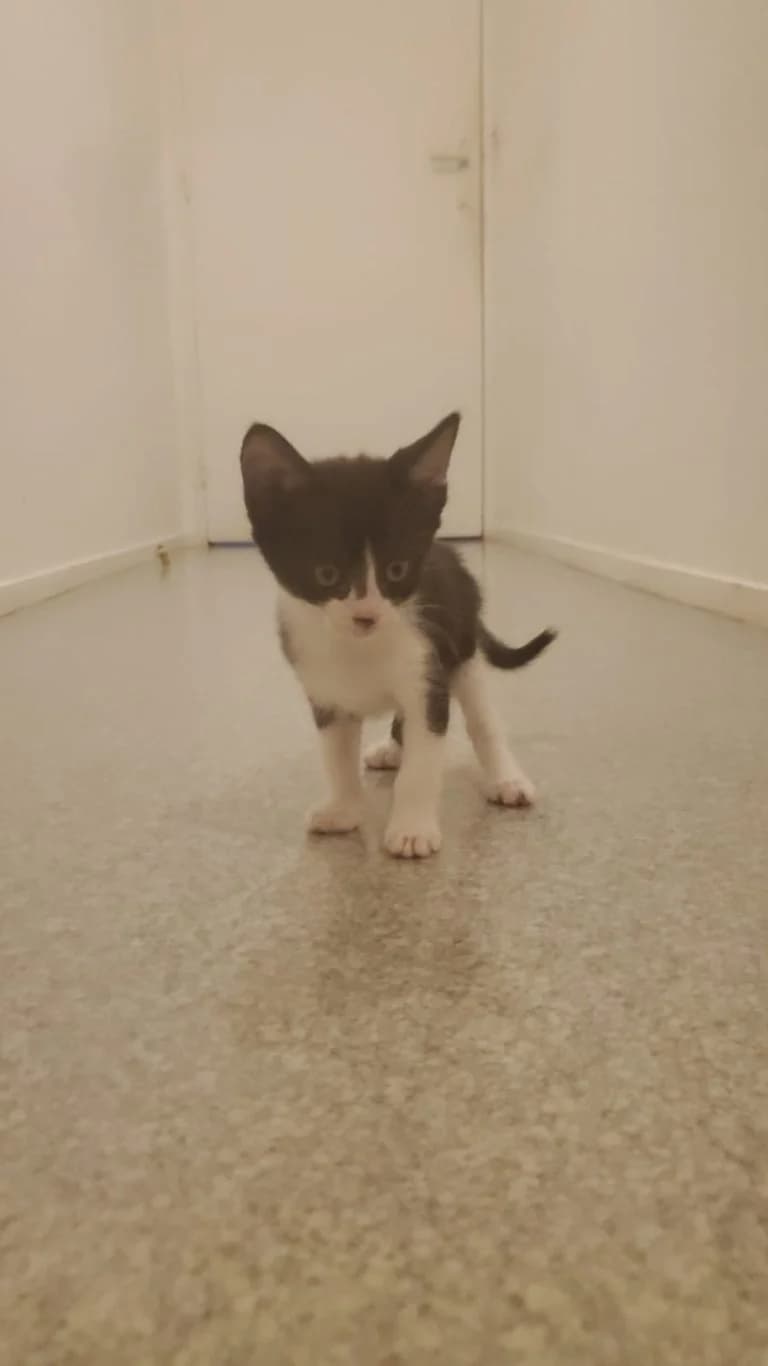 LA PIE, European Shorthair for adoption at Le Chat Doc