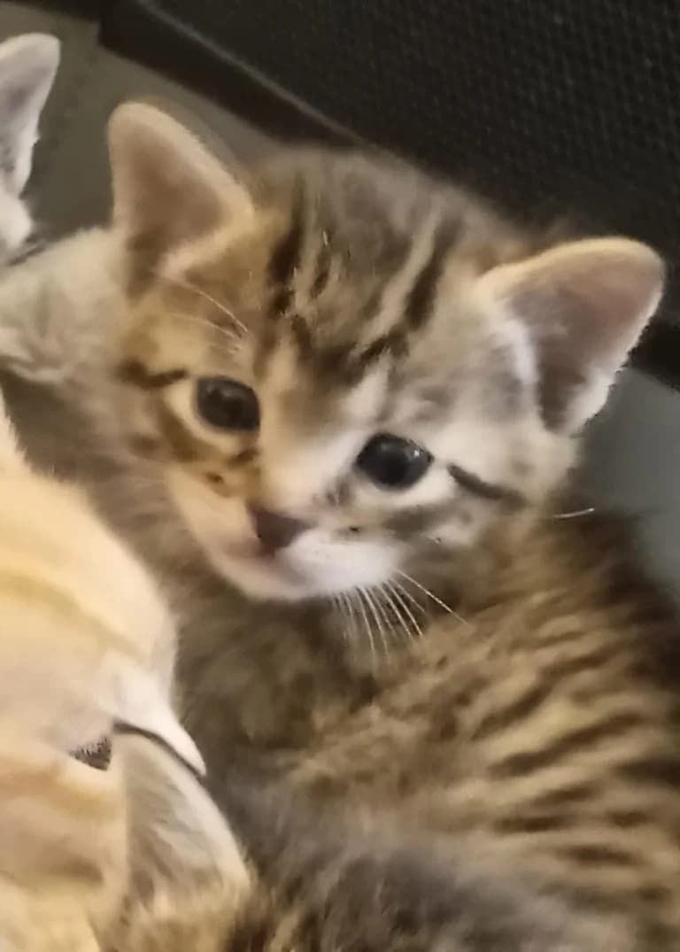LACHENILLE, female European Shorthair for adoption at Chat d