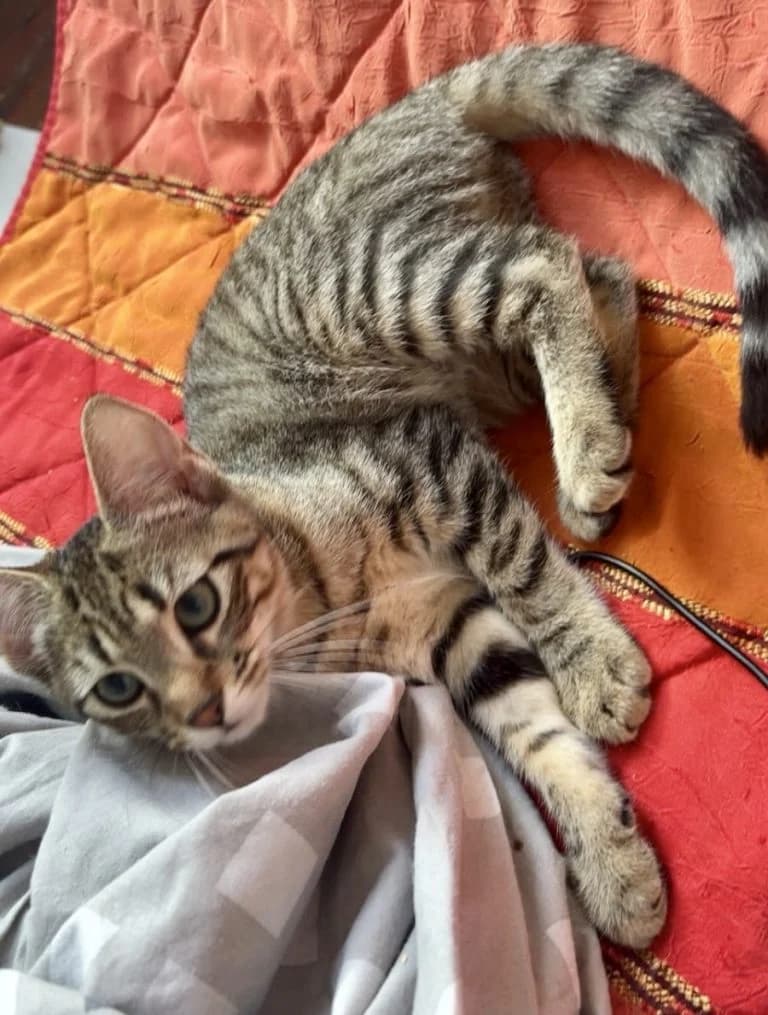 LACHENILLE, female European Shorthair for adoption at Chat d