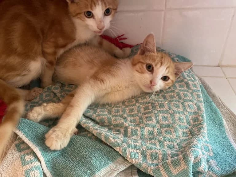 LE GRAAL ET MERLIN LβENCHANTEUR, European Shorthair for adoption at Le Chat Doc