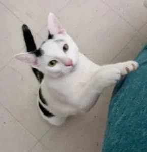 LEE SIN, male puppy European Shorthair for adoption at Chat d