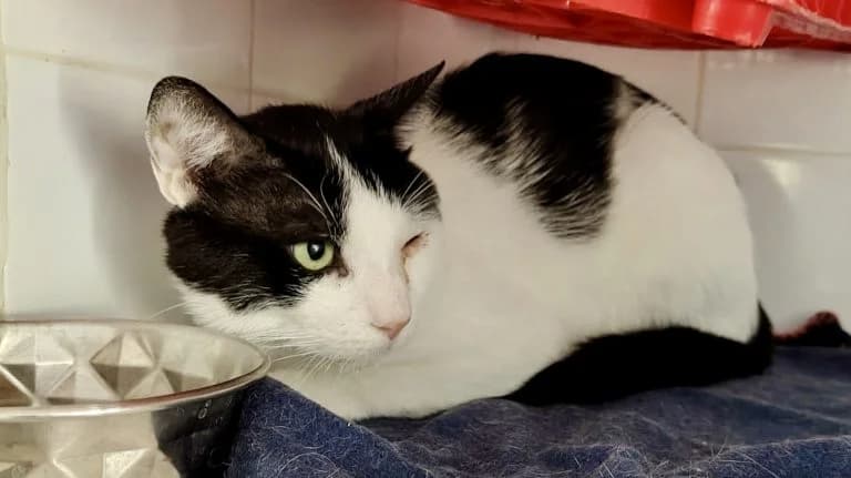 MAGOUILLE, European Shorthair for adoption at Le Chat Doc