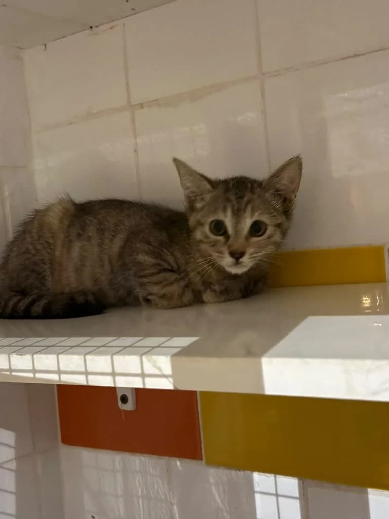 MATINES, female European Shorthair for adoption at Chat d