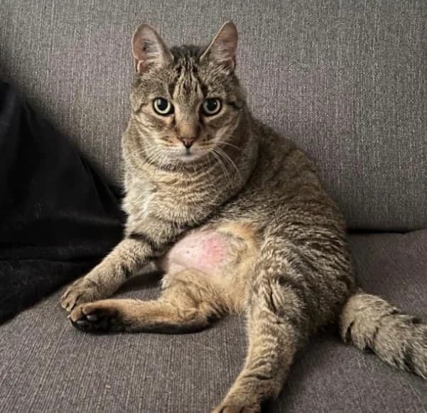 MAXOU, European Shorthair for adoption at Le Chat Doc