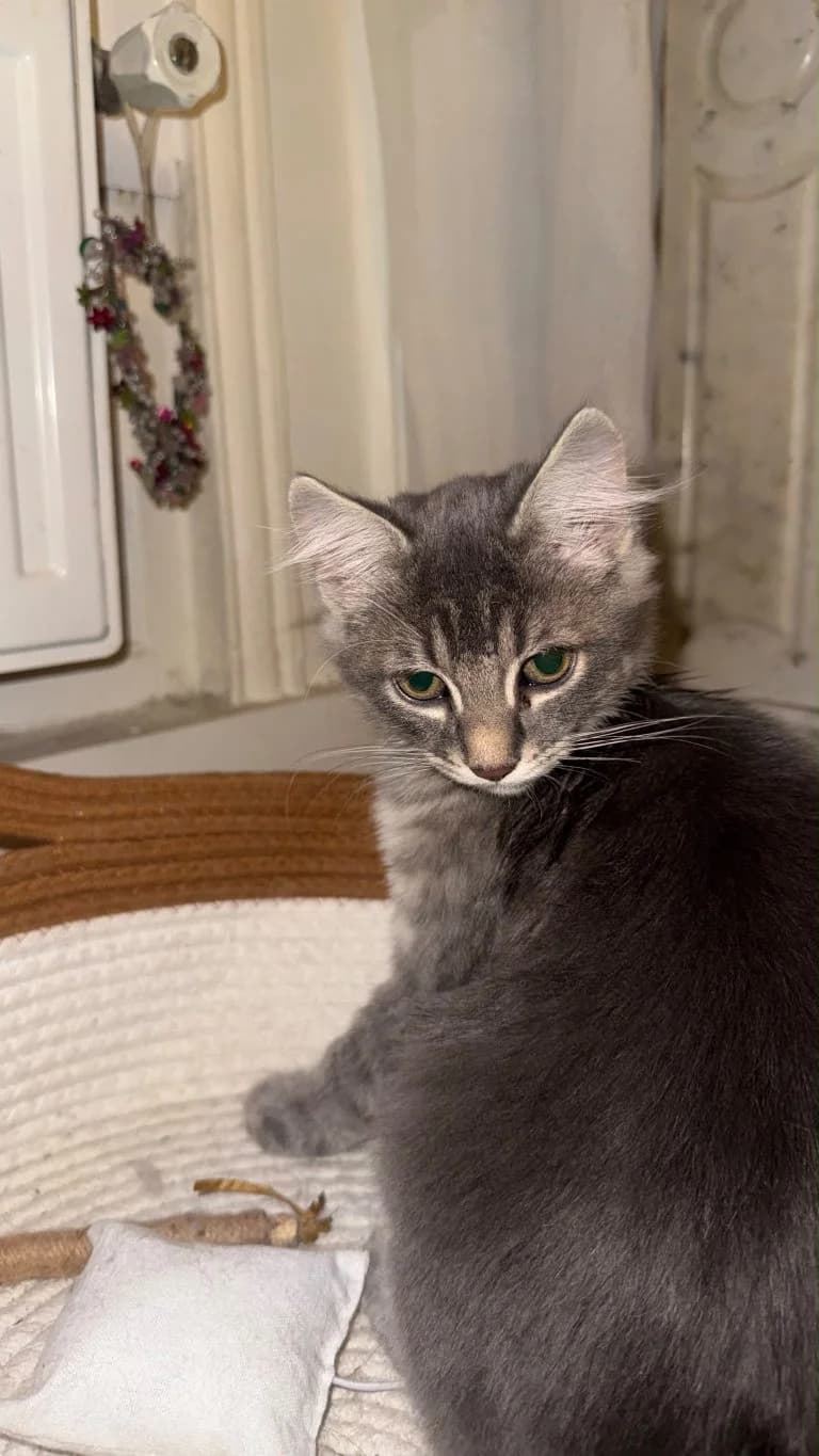 DEGÔLE, male puppy European Shorthair for adoption at Chat d