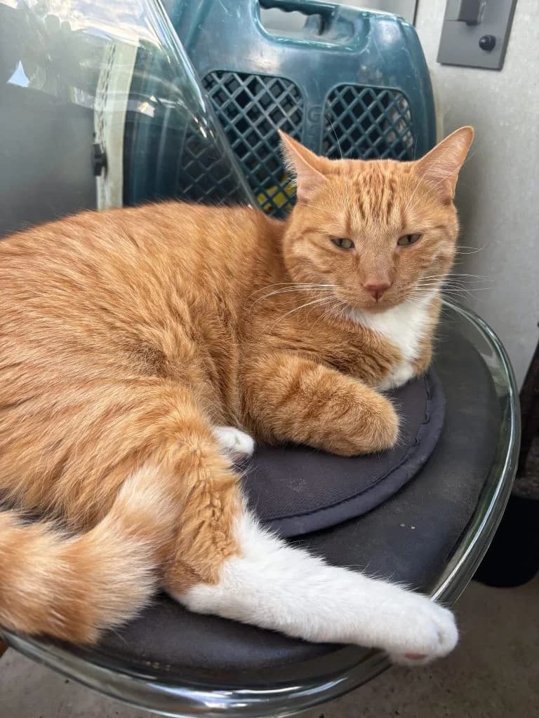 NIRO, European Shorthair for adoption at Le Chat Doc