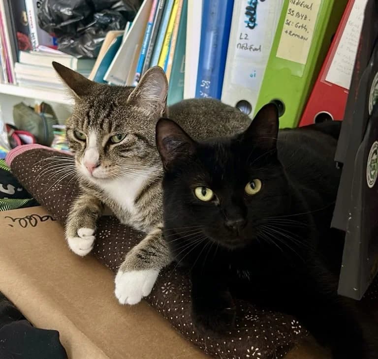 NATALE ET RΓVEILLON, male European Shorthair for adoption at Le Chat Doc