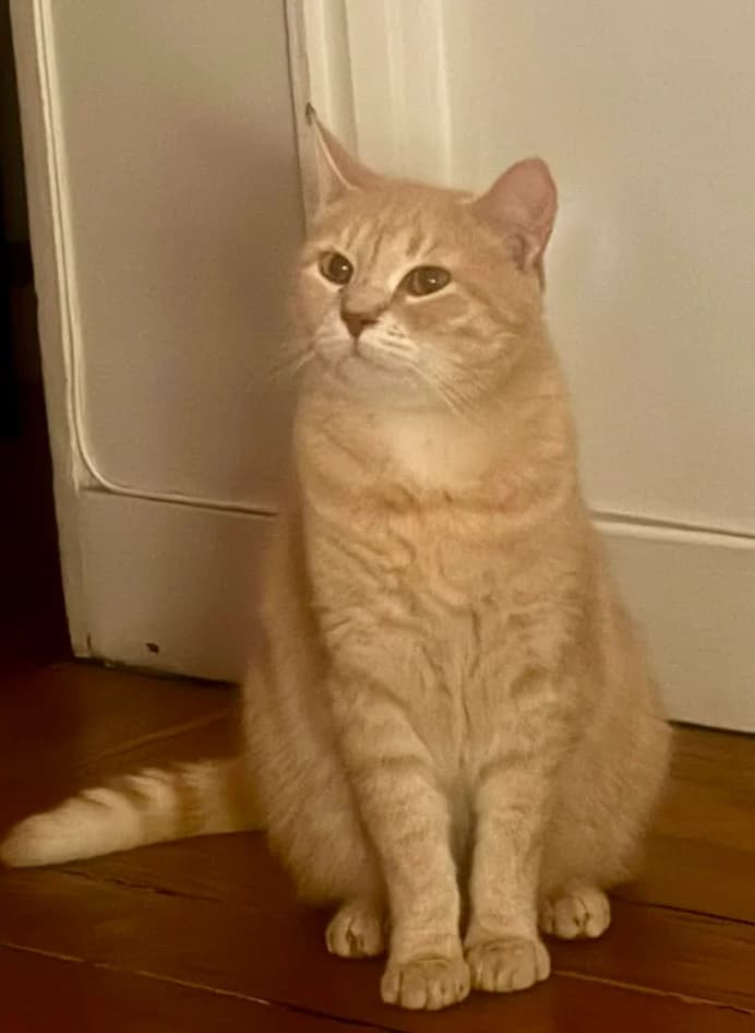 NOUGAT et ZORRO, European Shorthair for adoption at Le Chat Doc