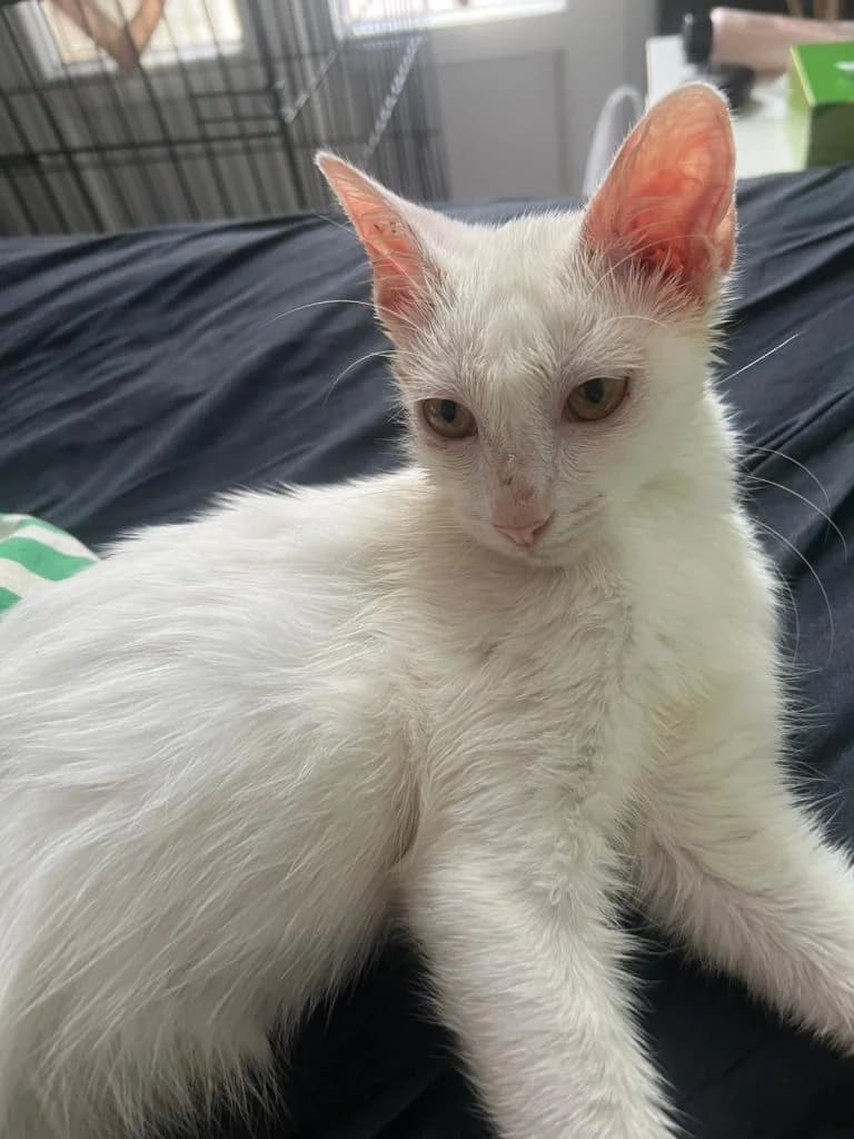 OLAF, male puppy European Shorthair for adoption at Chat d