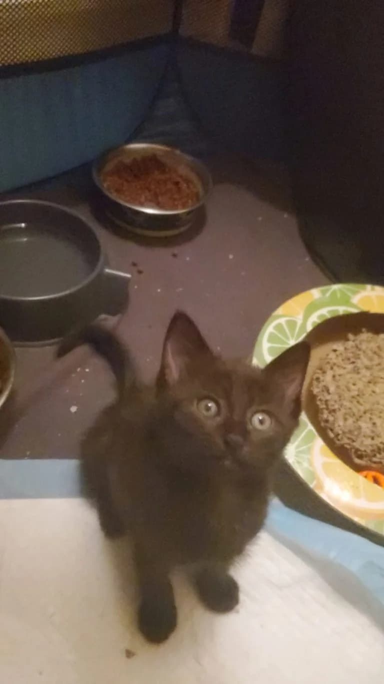 P' TIT AIGLE TIT AIGLE, European Shorthair for adoption at Le Chat Doc