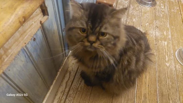 PAILLETTE, male Persian for adoption at Chat d