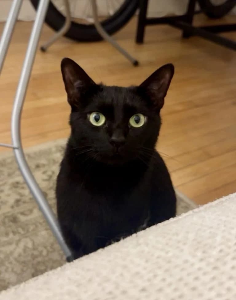 PATOCLE, European Shorthair for adoption at Le Chat Doc