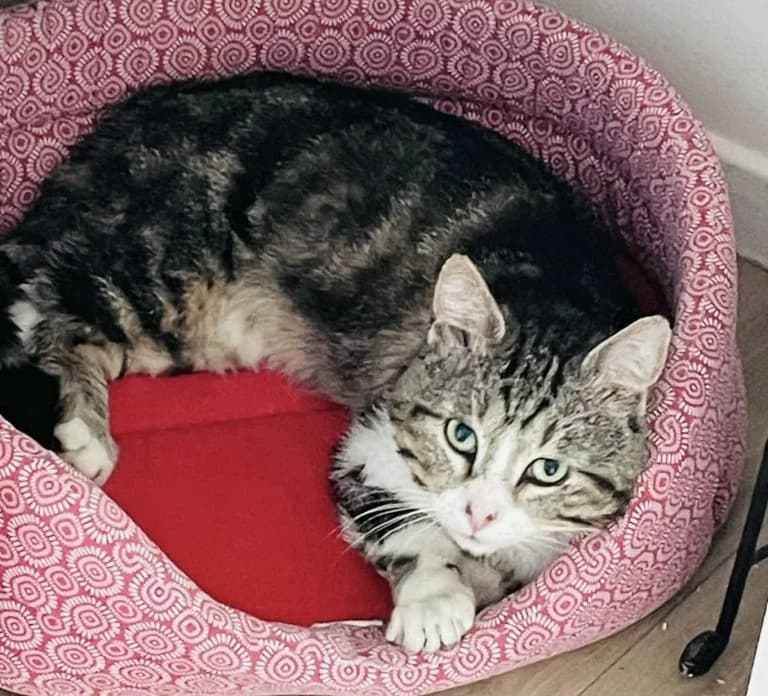 PEDRO, European Shorthair for adoption at Le Chat Doc
