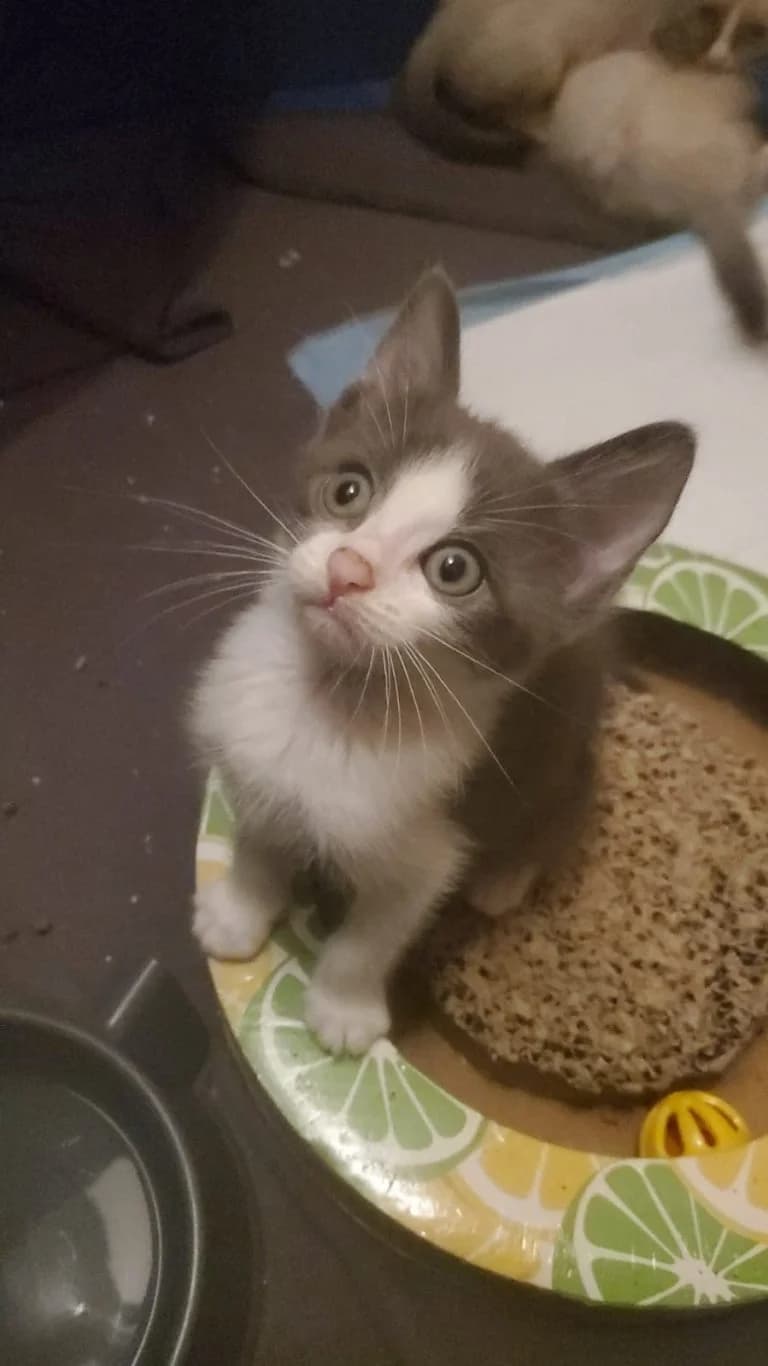 PIVERT, European Shorthair for adoption at Le Chat Doc