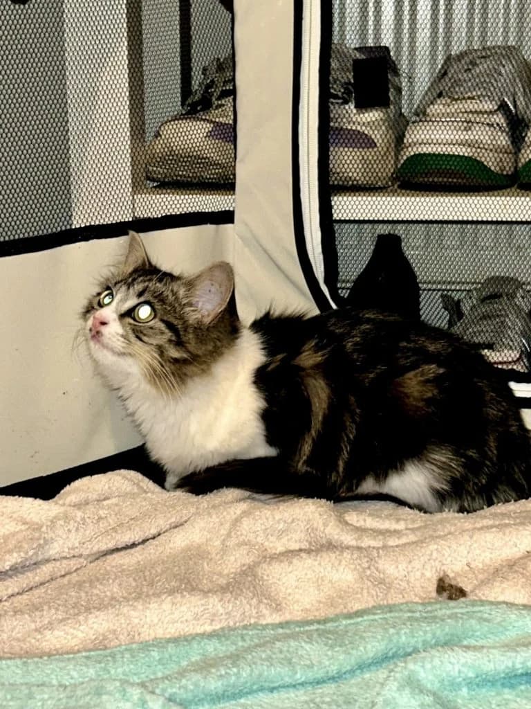 PIKA, European Shorthair for adoption at Chat d