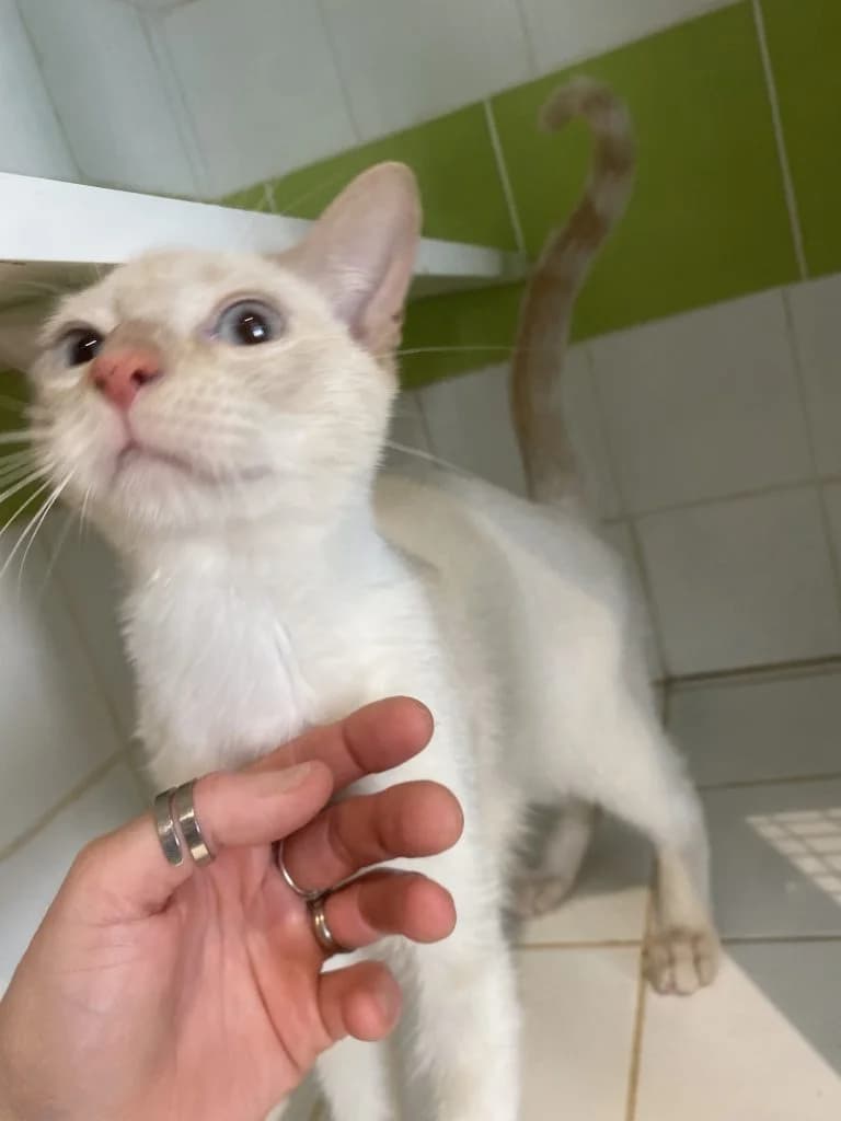 RATATAK, European Shorthair for adoption at Le Chat Doc