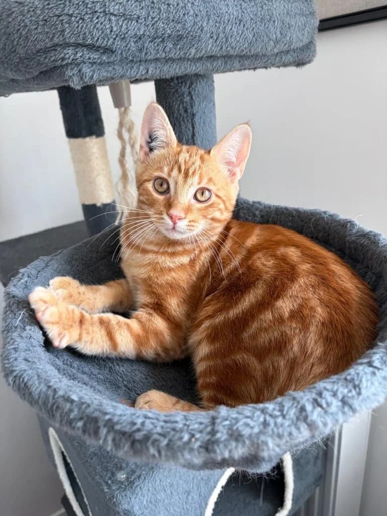 RAZTRAM, male European Shorthair for adoption at Chat d