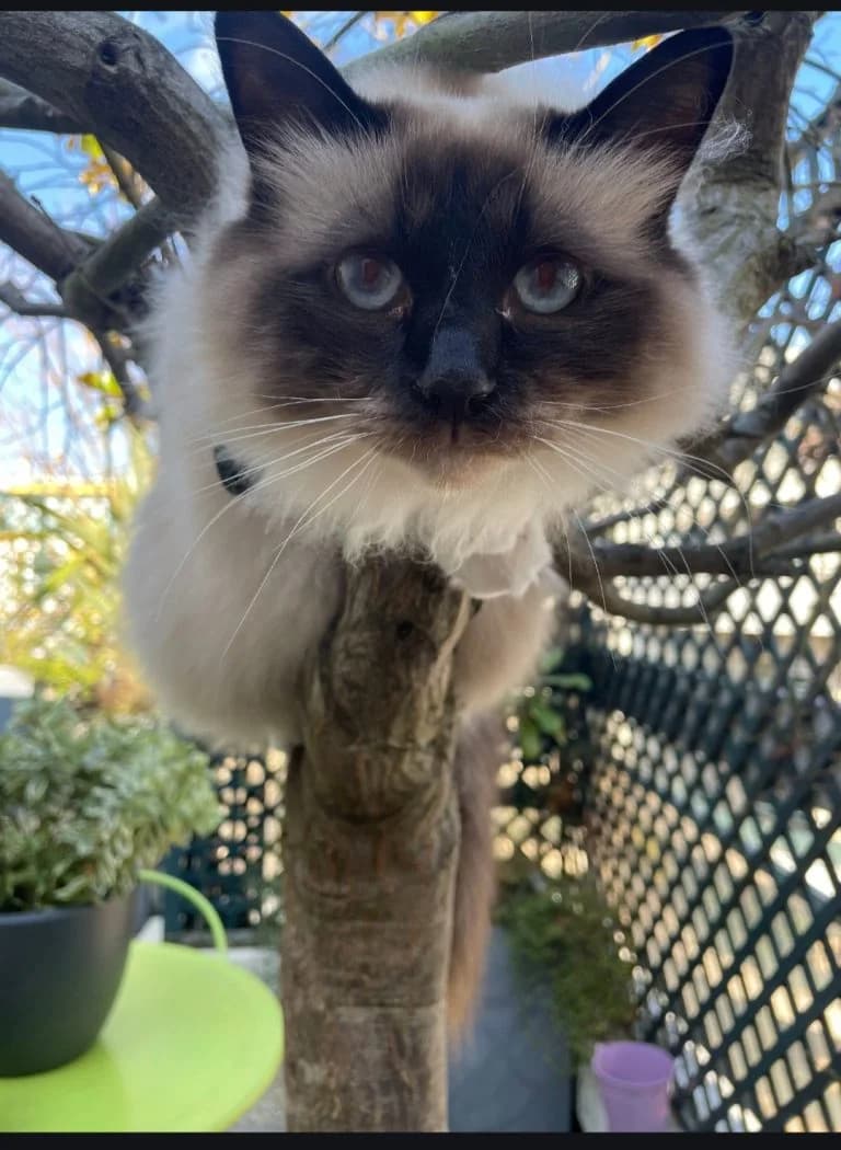 RIO, male Birman for adoption at Chat d