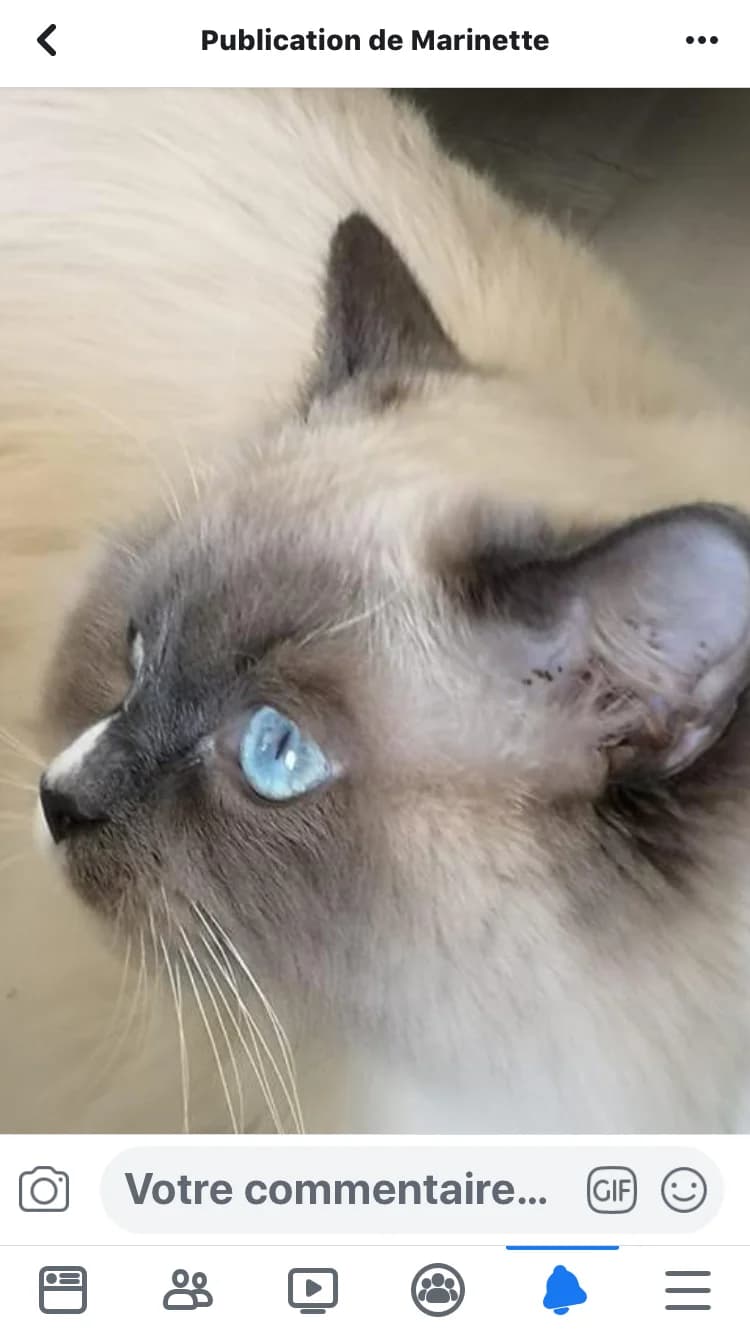 RIO, Birman for adoption at Le Chat Doc