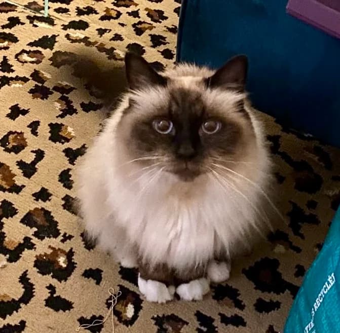 RIO, Birman for adoption at Le Chat Doc