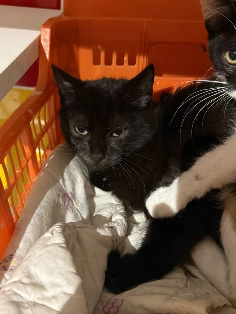 SANGRIA, European Shorthair for adoption at Le Chat Doc