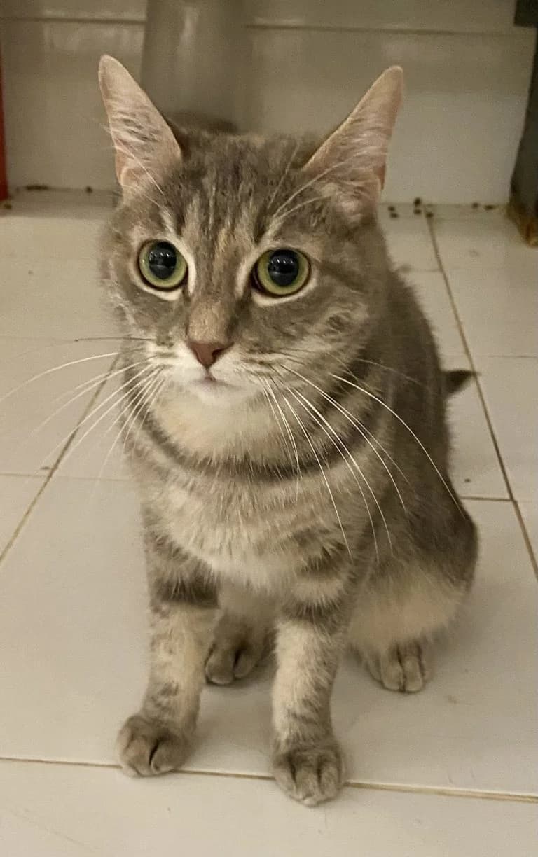 SCARLA, European Shorthair for adoption at Le Chat Doc
