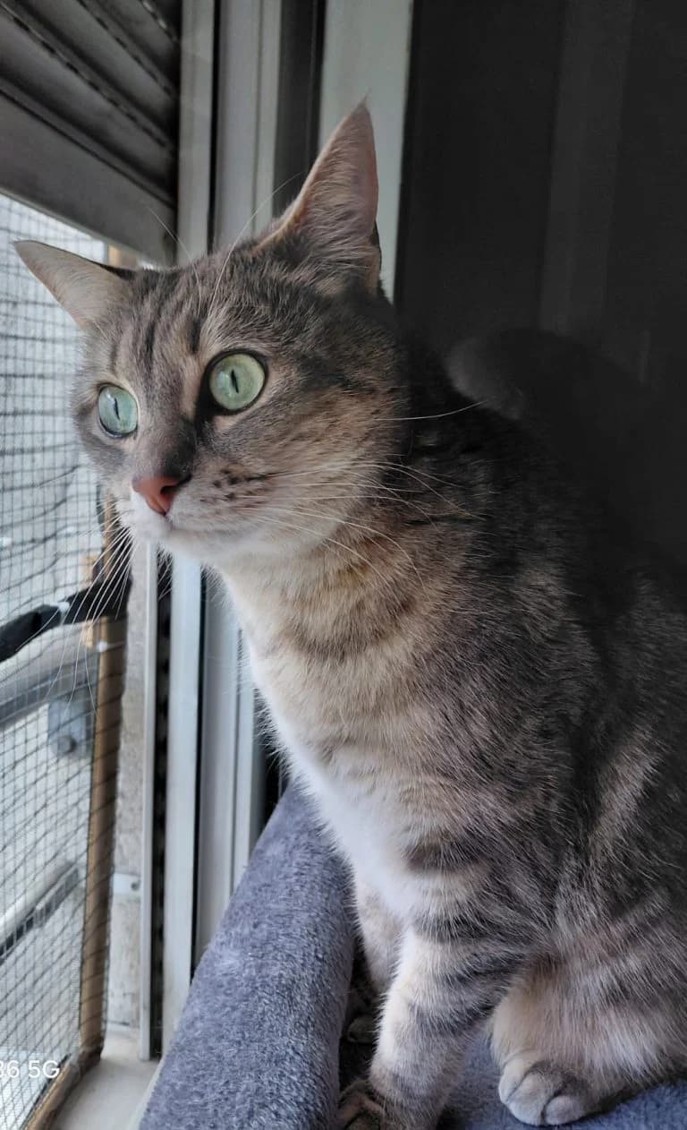 SEPHORA, European Shorthair for adoption at Le Chat Doc