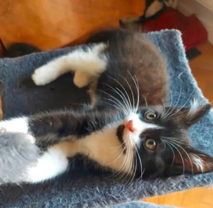 SHIPIBA (Zorroa), European Shorthair for adoption at Le Chat Doc