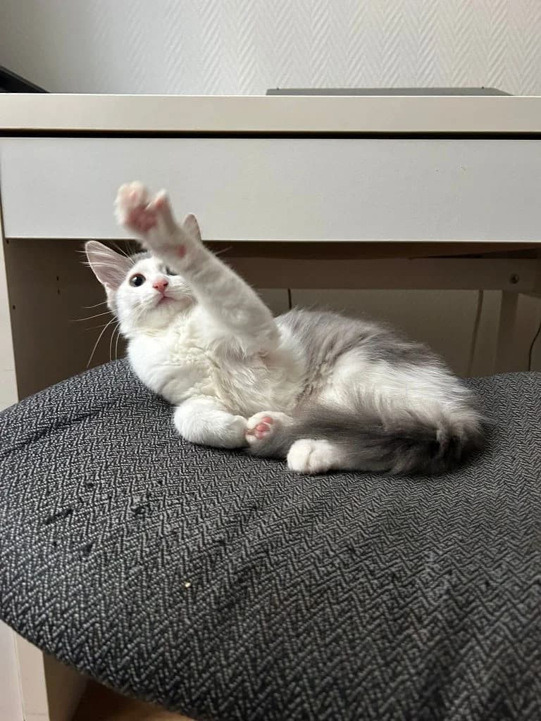 SHIPPA, European Shorthair for adoption at Le Chat Doc