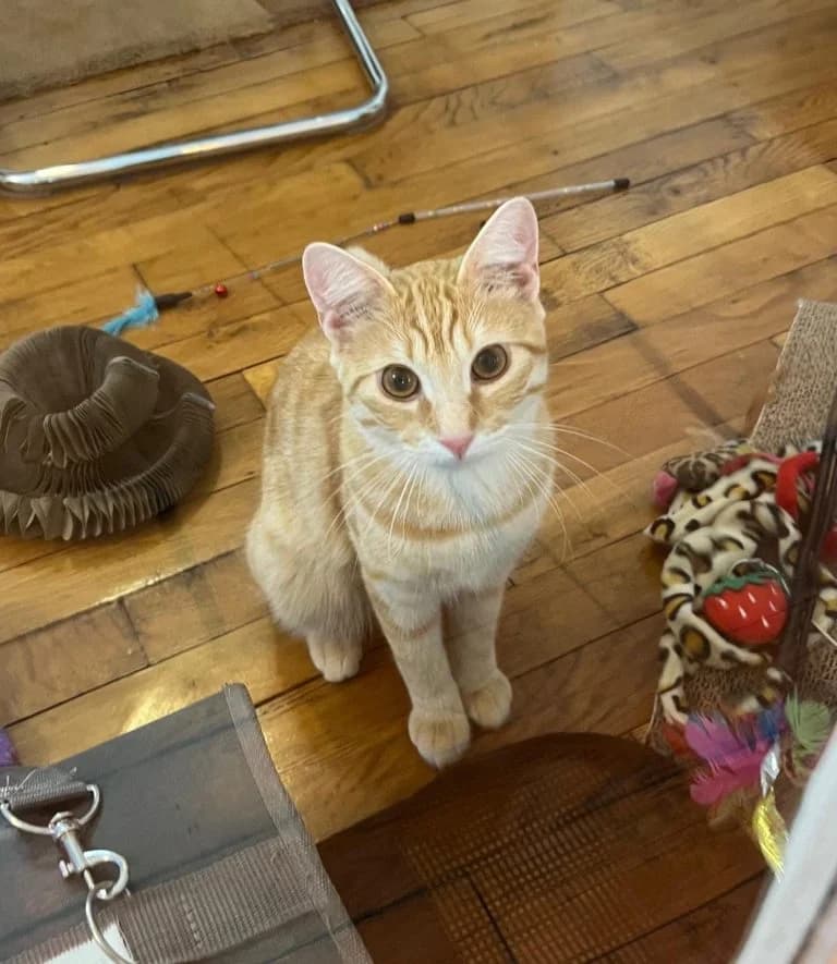SIMBA, male European Shorthair for adoption at Chat d