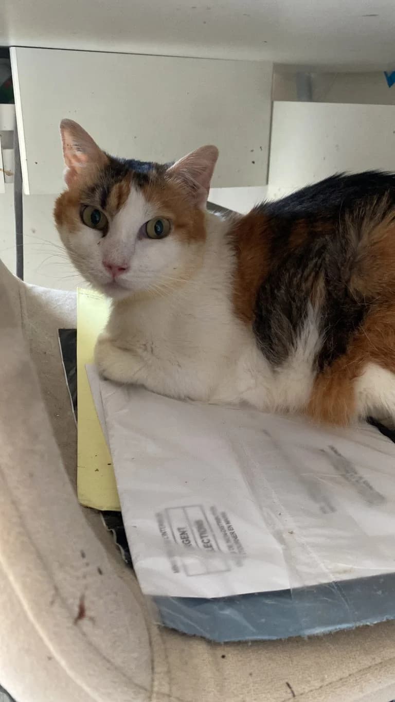 SUCRE D'ORGE, Mixed Breed for adoption at Le Chat Doc