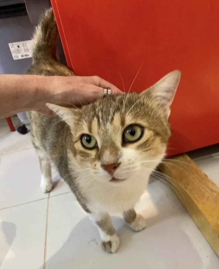 TAMTAM, European Shorthair for adoption at Le Chat Doc