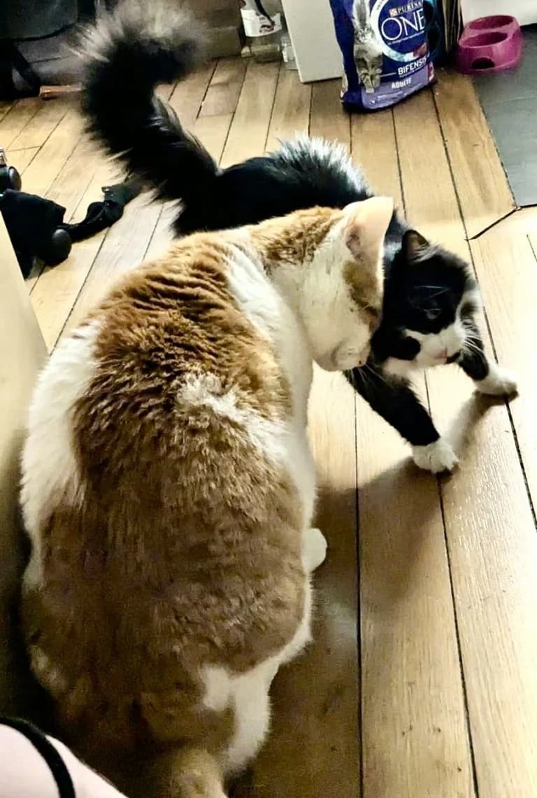 TIGROU ET FLORENCE, European Shorthair for adoption at Le Chat Doc
