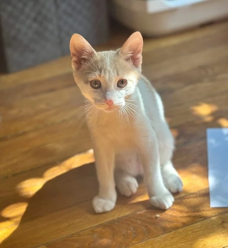 TIM, European Shorthair for adoption at Le Chat Doc