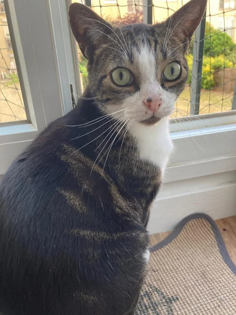 YOOSHI, European Shorthair for adoption at Le Chat Doc