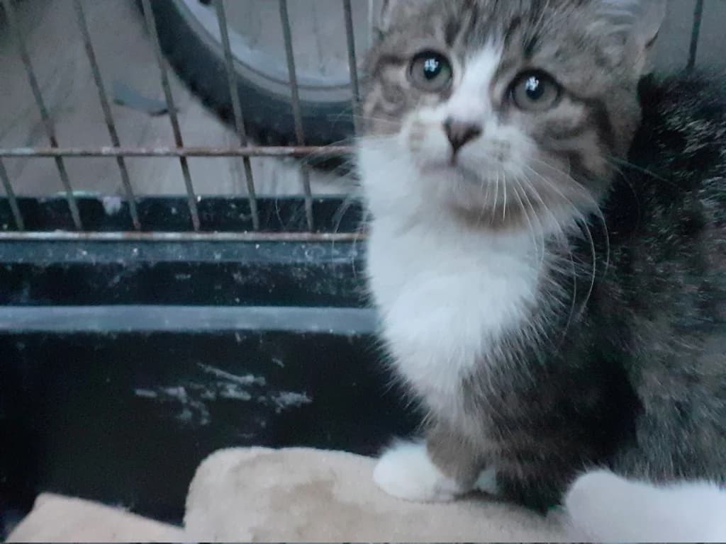 Pietra, female young Mixed Breed for adoption at Chat l