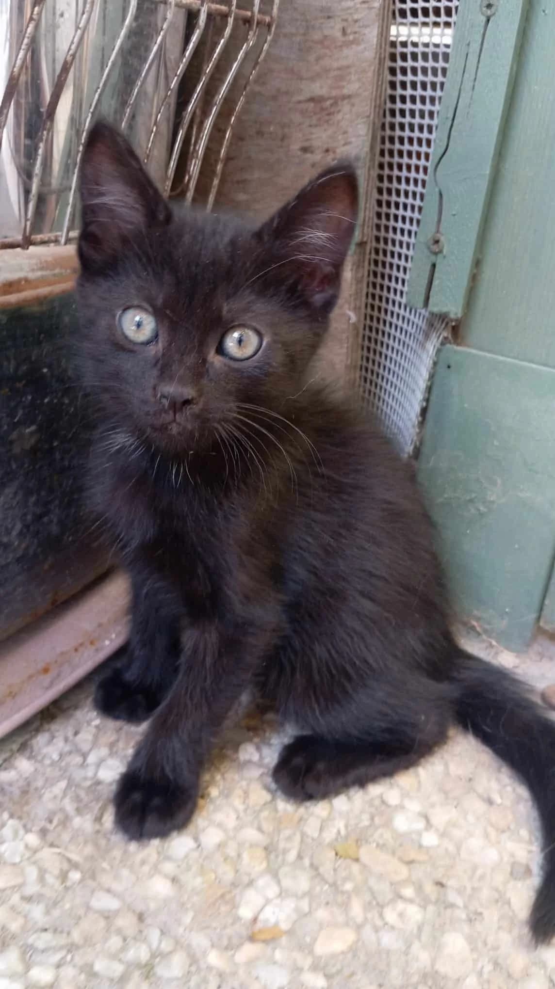 BETTY, noire avec marques blanches Arrivé(e) au female puppy Mixed Breed for adoption at Chat Quiberon, Quiberon