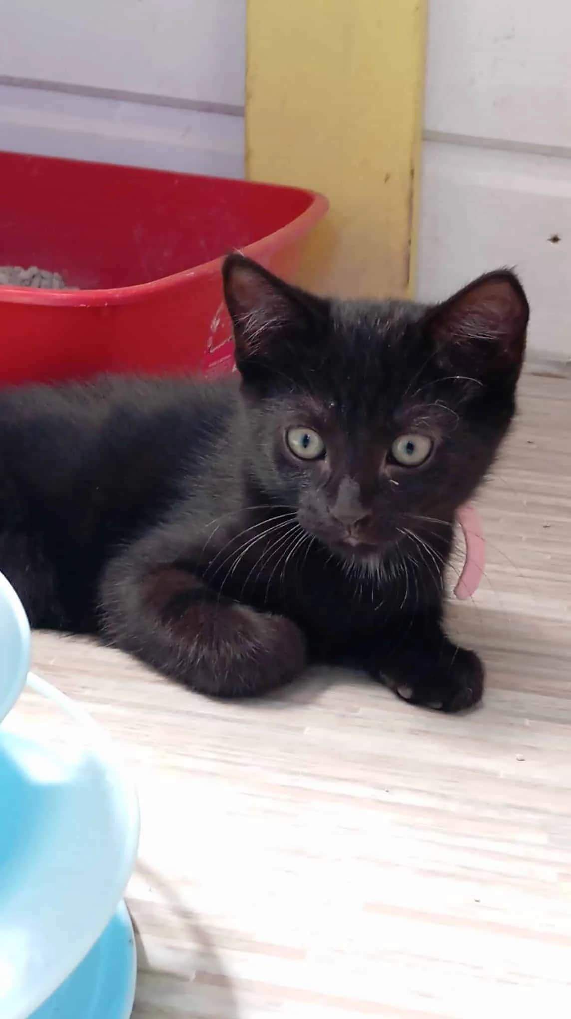 BRIGITTE, noire avec marques blanches Arrivé(e) au female puppy Mixed Breed for adoption at Chat Quiberon, Quiberon