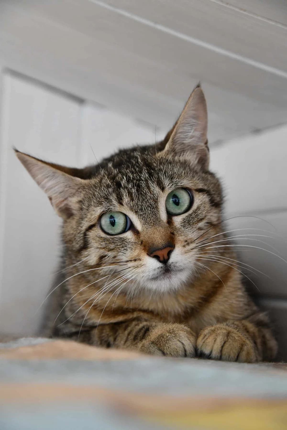 BRIOCHE, female young Mixed Breed for adoption at Chat Quiberon, Quiberon