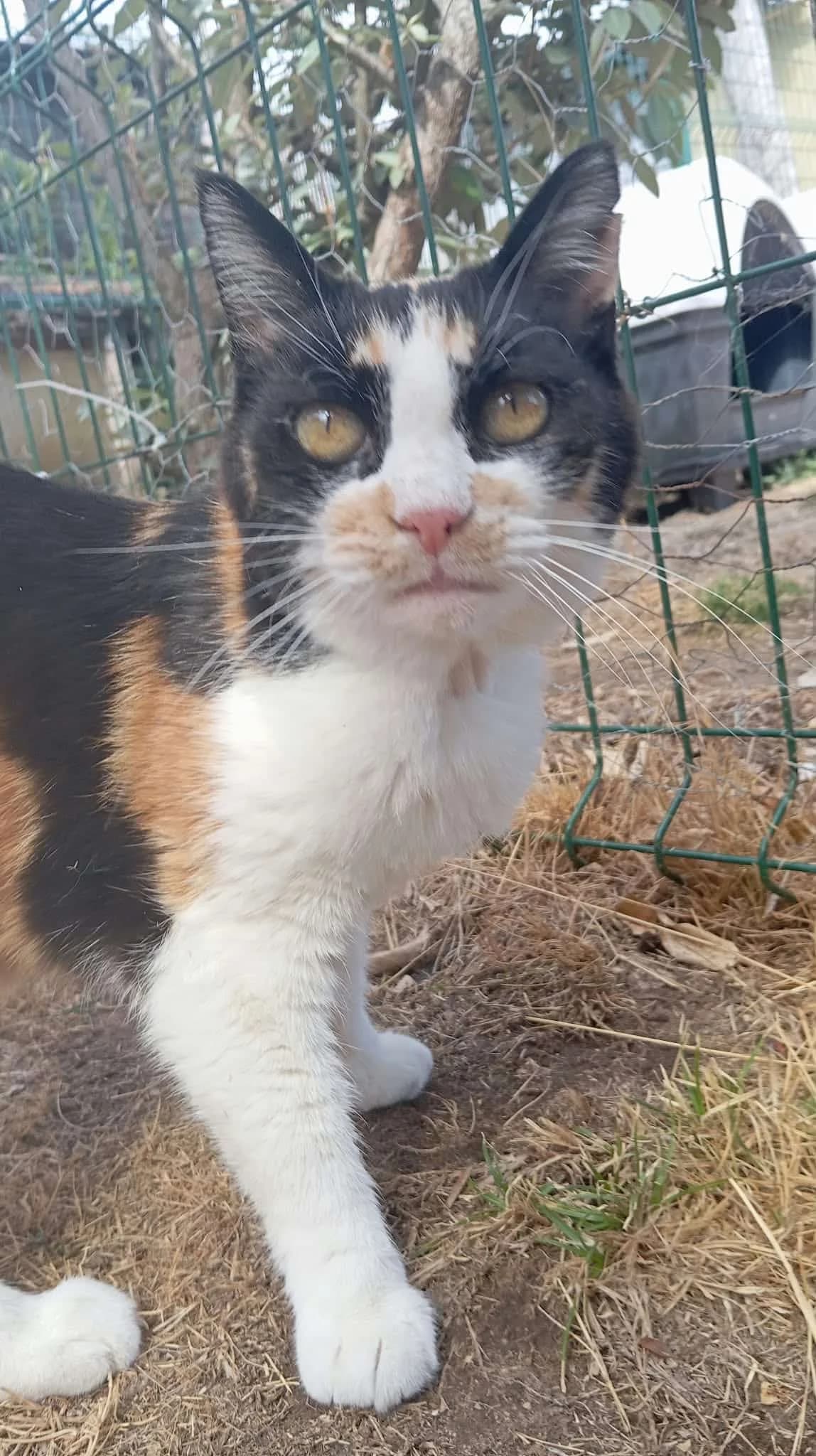 CLEA, female 4yo Mixed Breed for adoption at Chat Quiberon, Quiberon