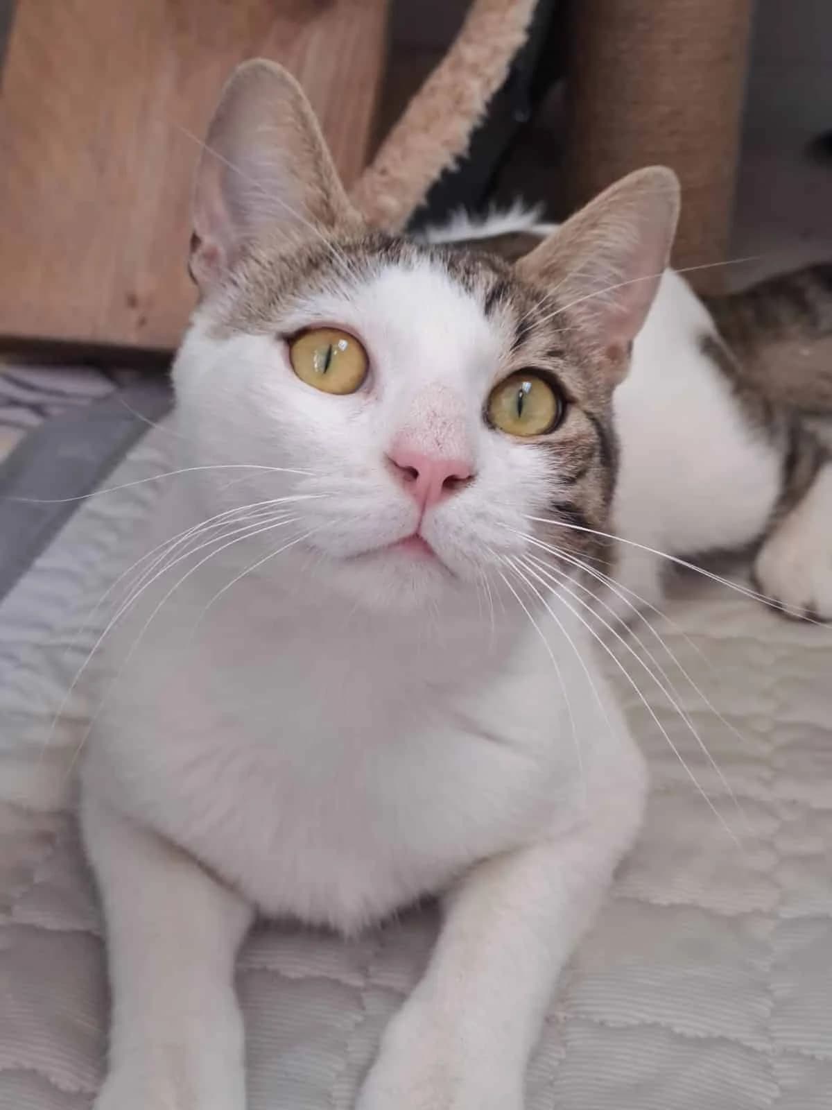 LANCELOT, Blanc et tigré Arrivé au refuge le : 09/ male young Mixed Breed for adoption at Chat Quiberon, Quiberon