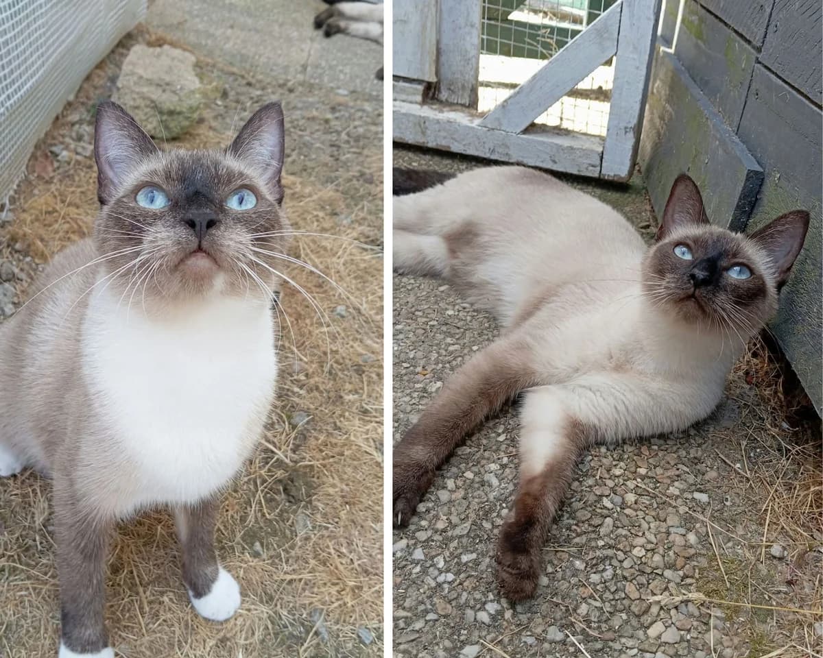 MIA & BELLA, female young Mixed Breed for adoption at Chat Quiberon, Quiberon
