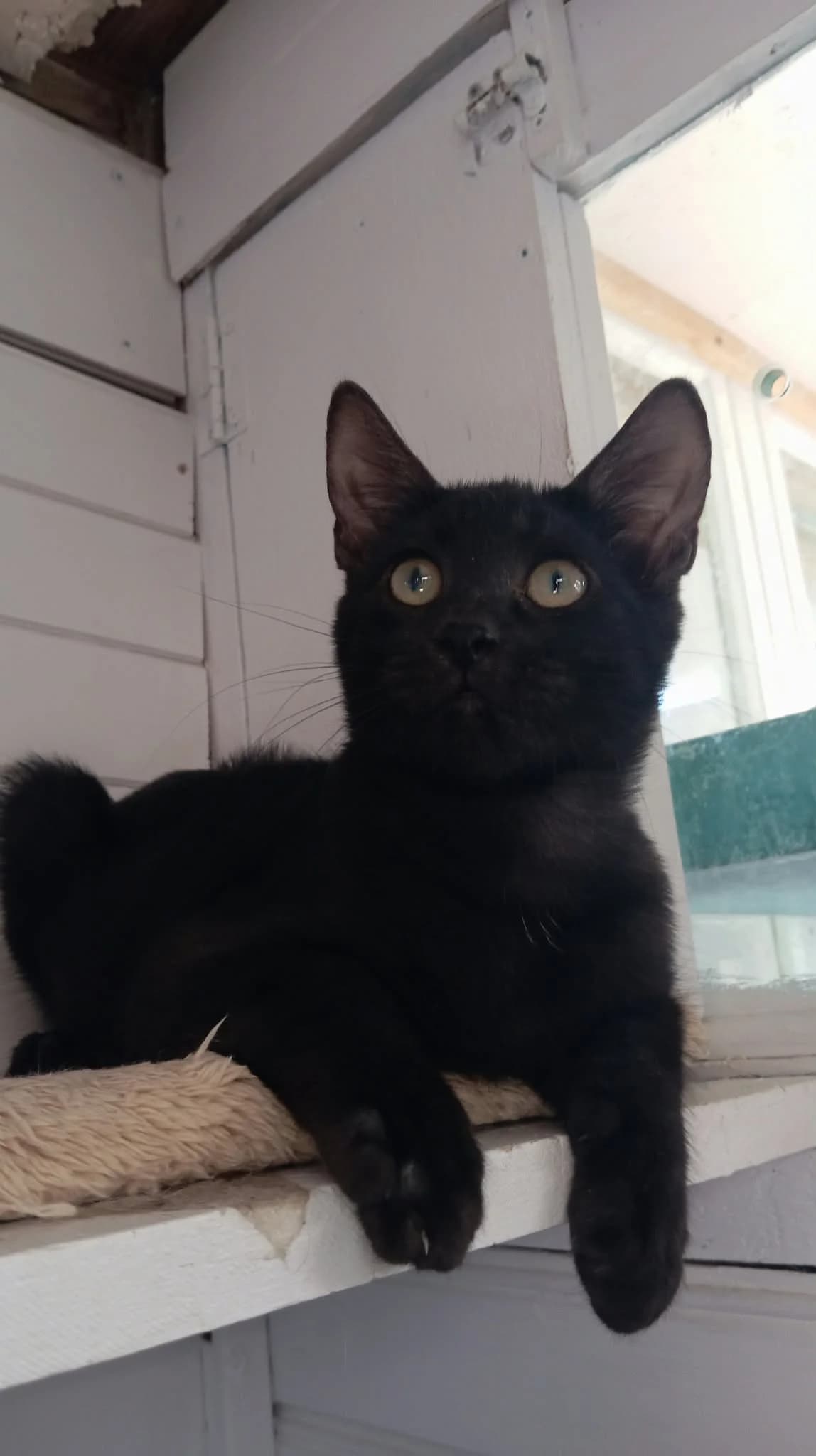 ROMAIN, male puppy Mixed Breed for adoption at Chat Quiberon, Quiberon