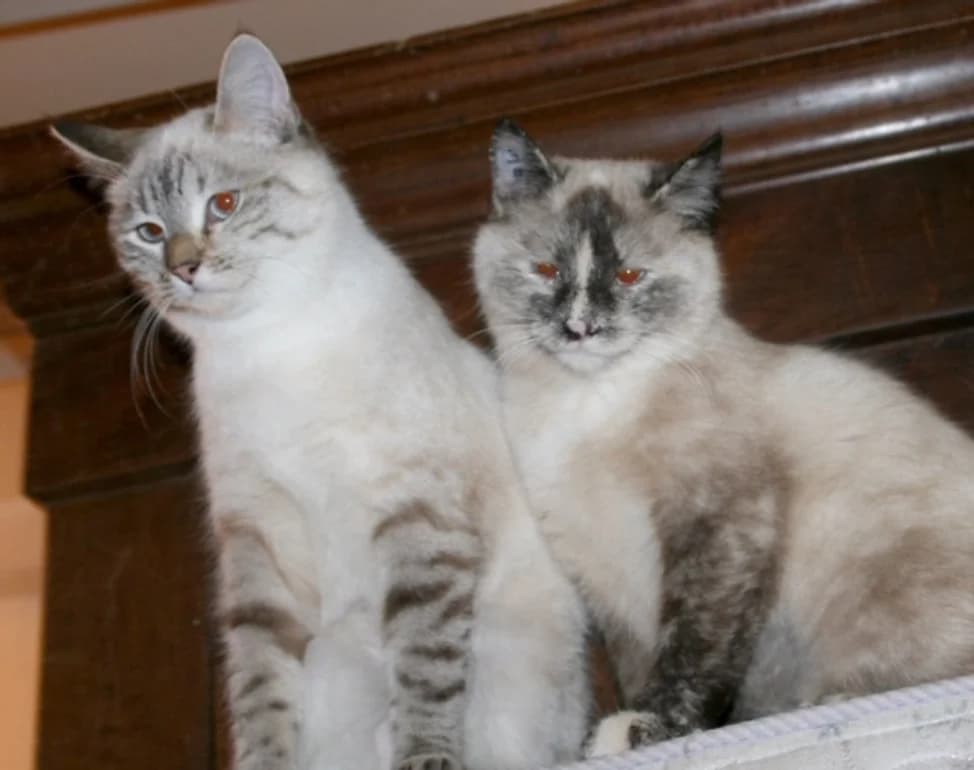 Anya et Miki, Mixed Breed for adoption at Chat Trap 92