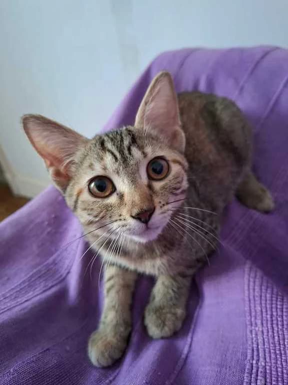 BETTY, tricolore Caractère : adorable chaton dé female puppy Mixed Breed for adoption at Chat, Chien et Compagnie