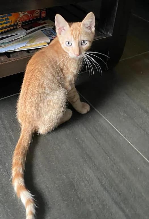 FANTASIO, male Mixed Breed for adoption at Chat, Chien et Compagnie
