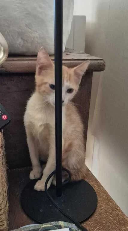 KENY, male Mixed Breed for adoption at Chat, Chien et Compagnie