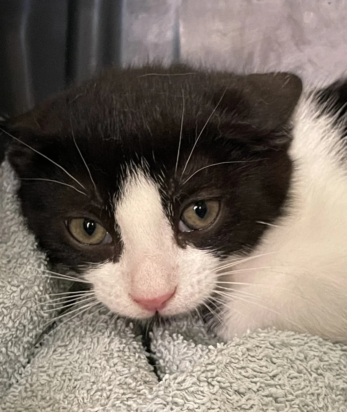 Grisou, male 5yo Mixed Breed for adoption at Chats de la Brie